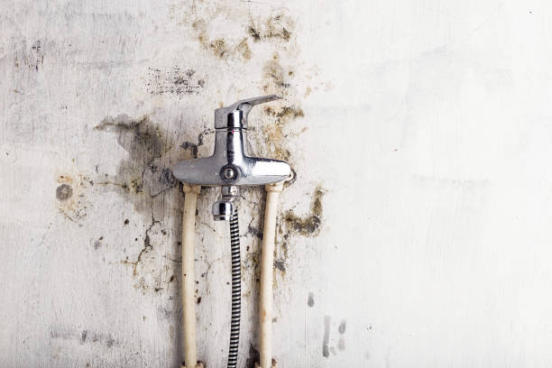 Best Mold Removal Company Near Me  in Springdale, SC