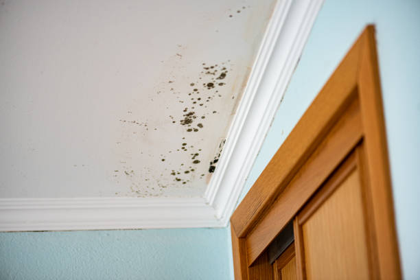 Attic Mold Removal in Springdale, SC