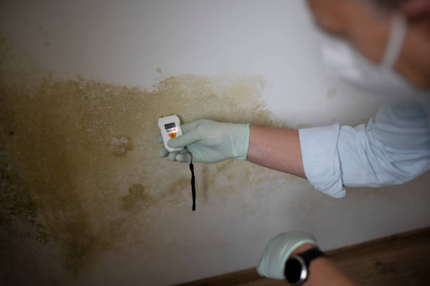 Best Mold Testing  in Springdale, SC