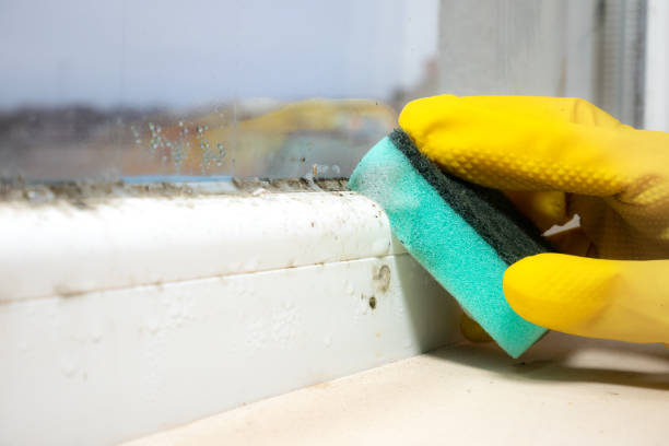 Best Same-Day Mold Removal  in Springdale, SC