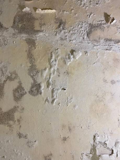 Best Attic Mold Removal  in Springdale, SC