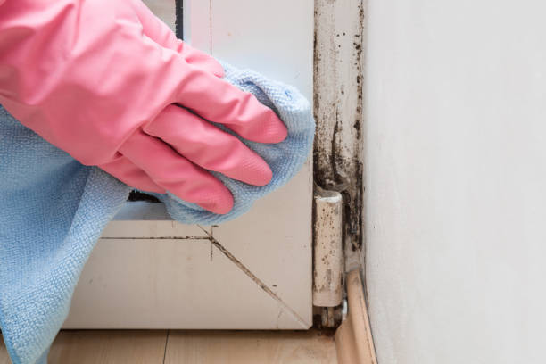 Best Professional Mold Removal  in Springdale, SC