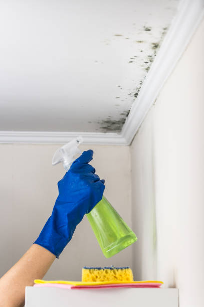 Best Black Mold Removal  in Springdale, SC